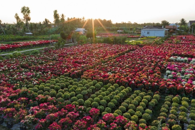 Phú Sơn, Vĩnh Long: Lạc bước giữa vương quốc hoa giấy rực rỡ sắc xuân