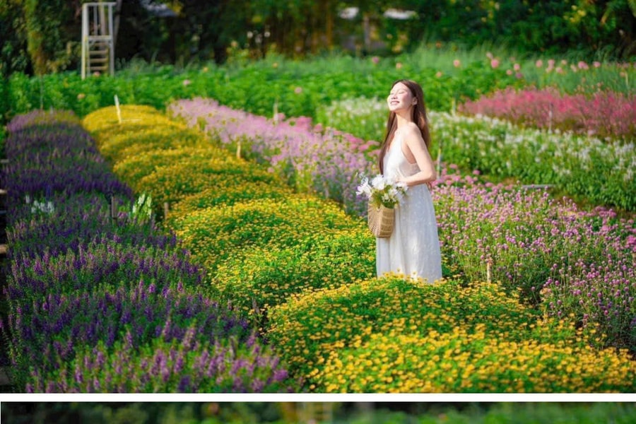 Đồng Tháp: Trải nghiệm dải hoa gradient và mê cung cổ điển tại vườn hoa Mãn Đình Hồng