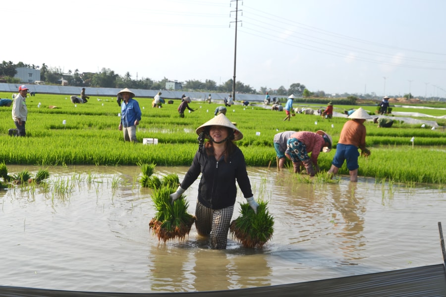 Nông dân Đại Lộc xuống đồng cấy mạ bố đầu xuân Bính Ngọ