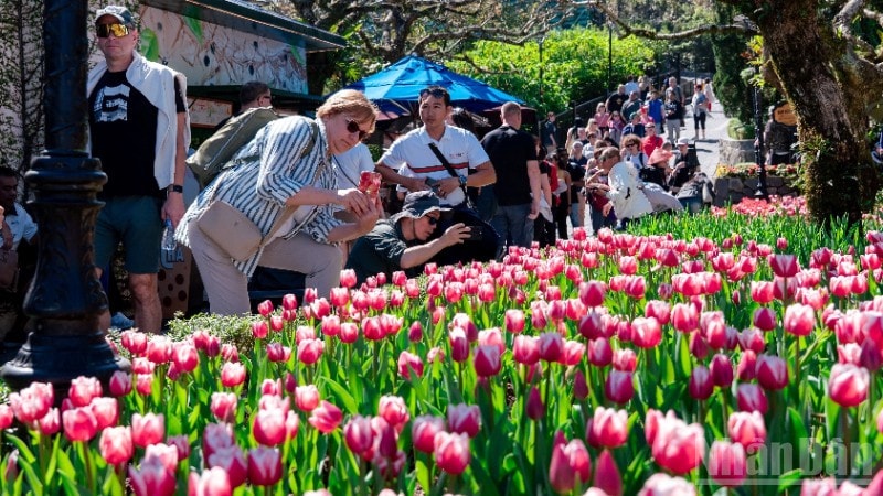 Thousands flock to admire one million tulips in bloom atop Ba Na Hills