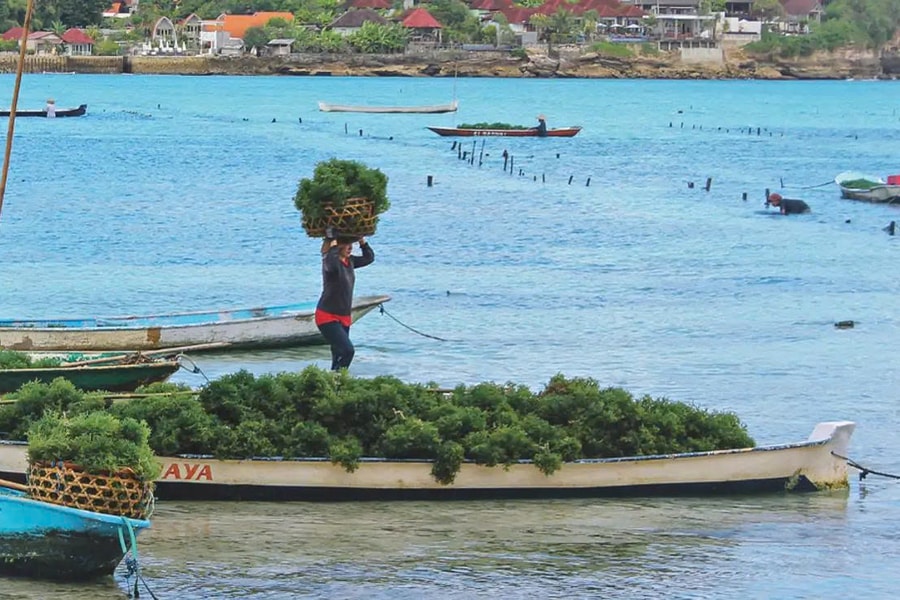 Ngành công nghiệp “vàng xanh” bùng nổ tại Indonesia