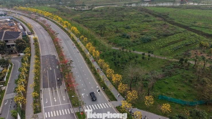 Hà Nội: Chiêm ngưỡng sắc vàng phong linh và hoa gạo đỏ nở rộ phía Tây thủ đô
