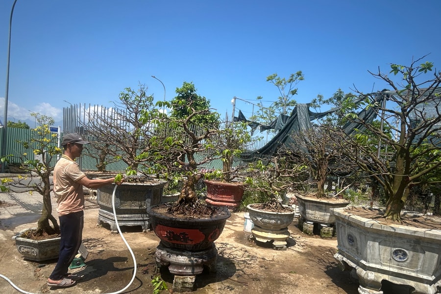 Nhộn nhịp dịch vụ chăm sóc, thu mua cây cảnh sau Tết