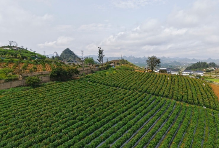 Mộc Châu: Check-in đồi hoa bất tử 4.000 m2 rực rỡ giữa cao nguyên