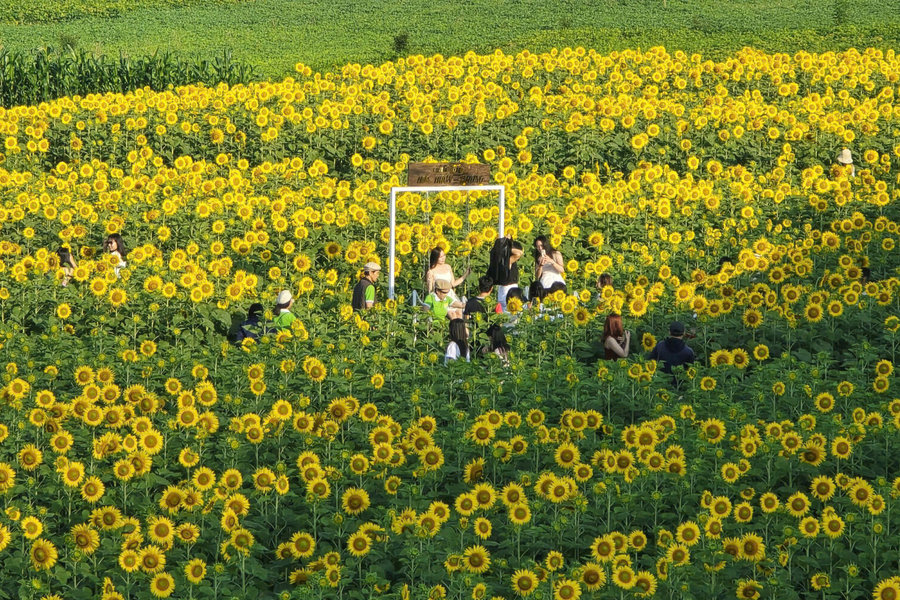 Sunflower field in Da Nang: Perfect agri-tourism & check-in spot