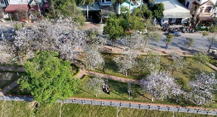 Lai Châu: Ngắm sắc trắng hoa ban rực rỡ nhuộm thắm phố phường tháng Ba