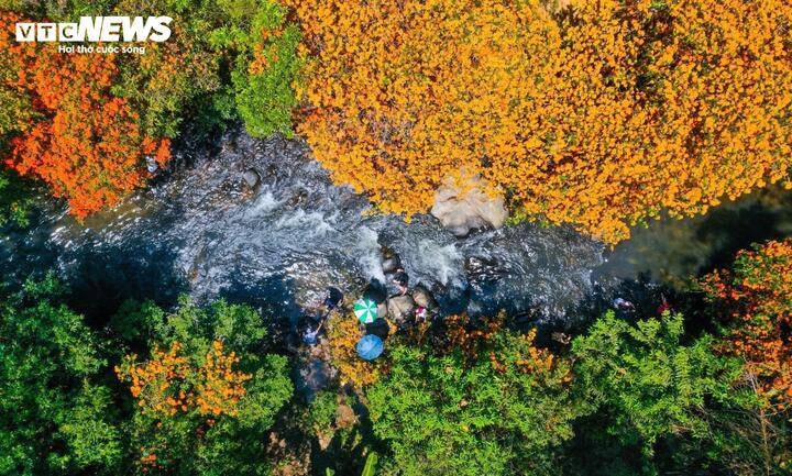 Gia Lai: Mùa hoa trang rừng rực đỏ bên suối Tà Má thu hút du khách