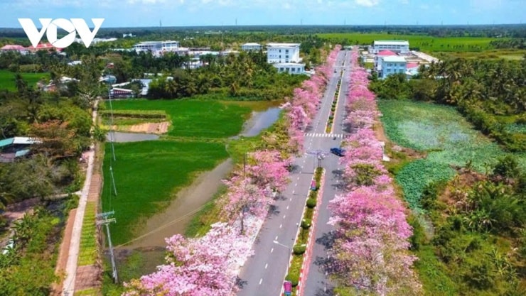 Sóc Trăng: Say lòng trước cung đường kèn hồng rực rỡ tại xã Phú Tâm