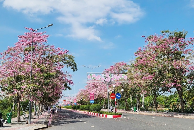 Cần Thơ: Check-in cung đường hoa kèn hồng rực sắc hồng tại xã Phú Tâm