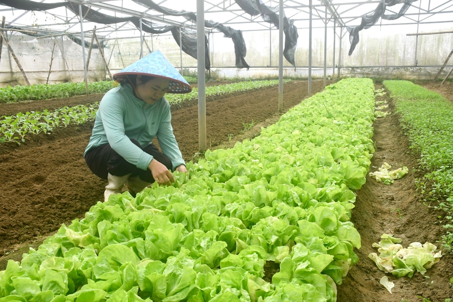 Hiện đại hóa ngành trồng trọt: Quản lý chặt sức khỏe cây trồng