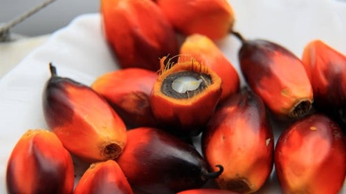 Giá dầu cọ Malaysia đảo chiều tăng lên 4.460 ringgit/tấn nhờ xuất khẩu bứt phá