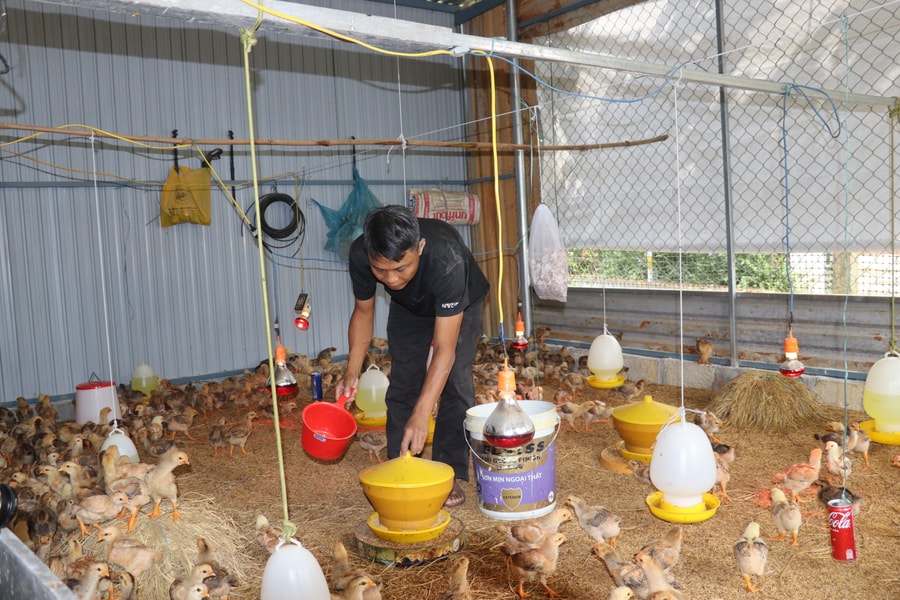 Triển vọng mô hình nuôi gà thả vườn an toàn sinh học