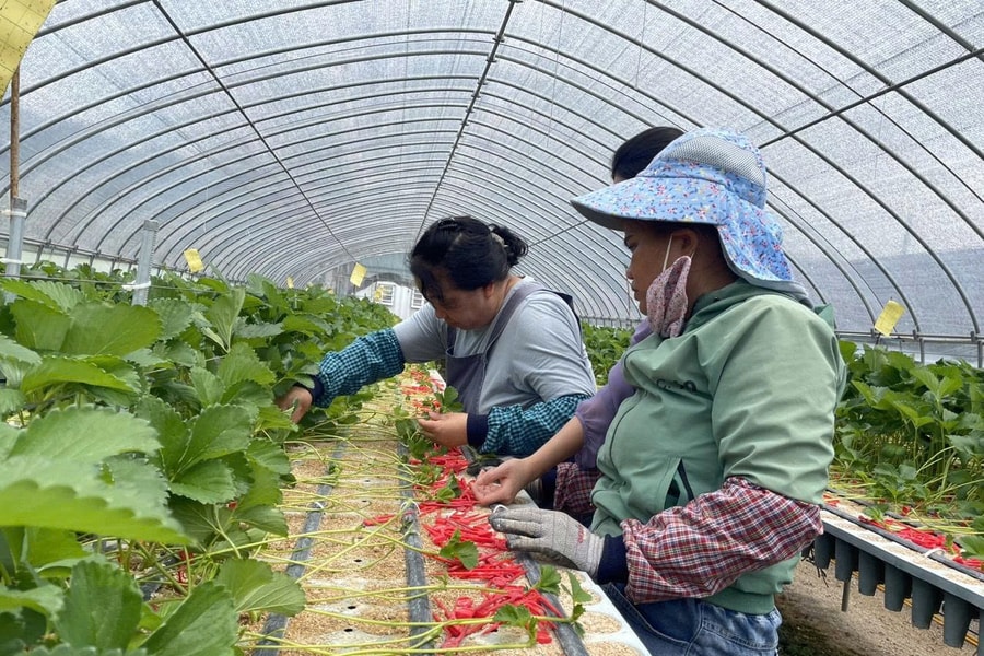 Đưa lao động đi làm việc ở nước ngoài: Cần sớm tháo gỡ khó khăn