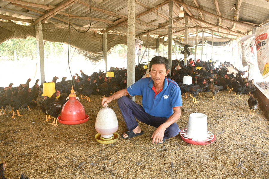 Phát triển chăn nuôi an toàn, bền vững