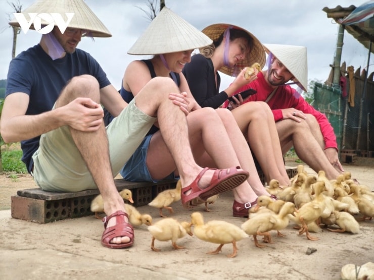 Quảng Trị: Trải nghiệm "massage vịt" độc đáo thu hút khách quốc tế
