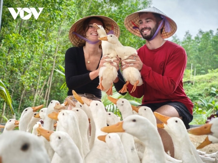 Quirky and calm: Why “duck massage” captivate visitors in Vietnam