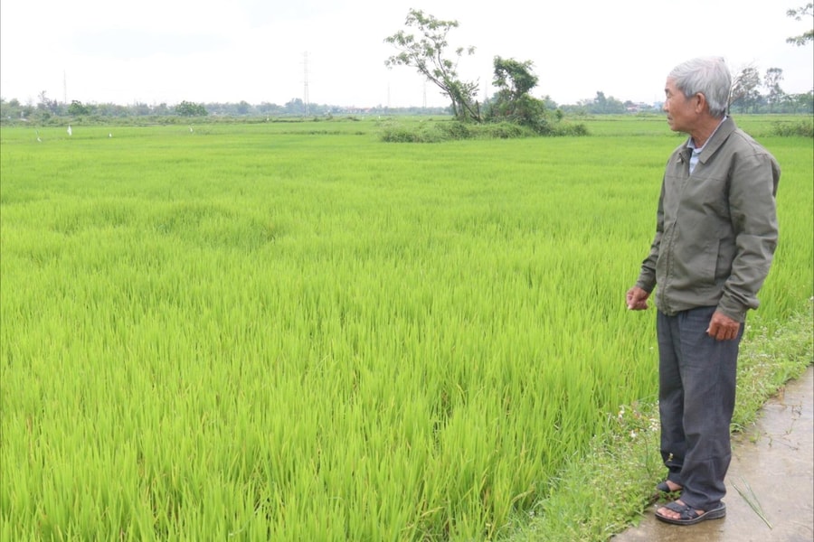 Không để lây lan sâu bệnh hại lúa