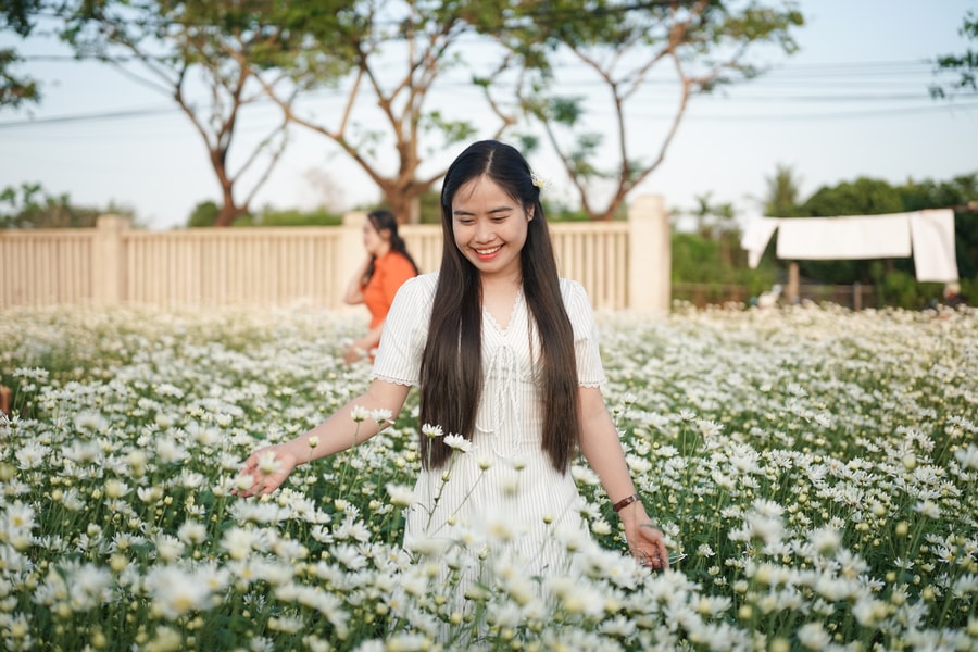 Thăm vườn cúc họa mi trái mùa giữa lòng Đà Nẵng