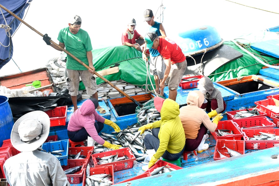 Tổ chức lại nghề khai thác hải sản
