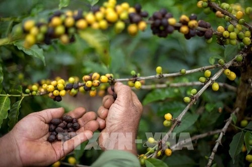Brazil xuất khẩu cà phê hòa tan tăng 13,9% trong tháng 2/2026, đạt mức cao kỷ lục
