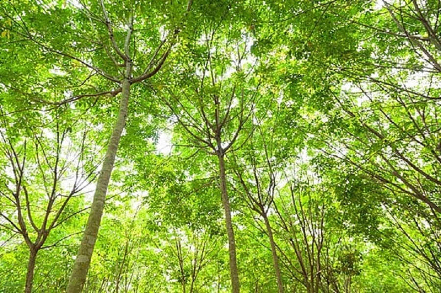Giá cao su hôm nay 22/3: Sàn Thượng Hải và Singapore phục hồi, trong nước ổn định