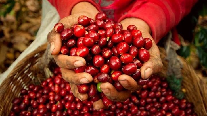 Giá cà phê hôm nay 22/3: Arabica tăng vọt trên sàn quốc tế, trong nước giữ mức 93.500 đồng