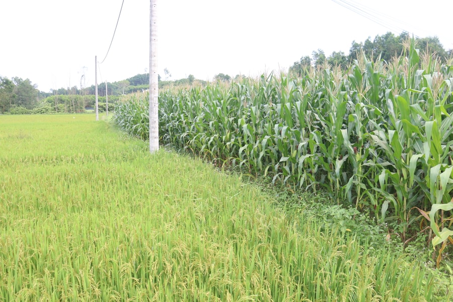 Thúc đẩy chuyển đổi cây trồng trên đất trồng lúa kém hiệu quả