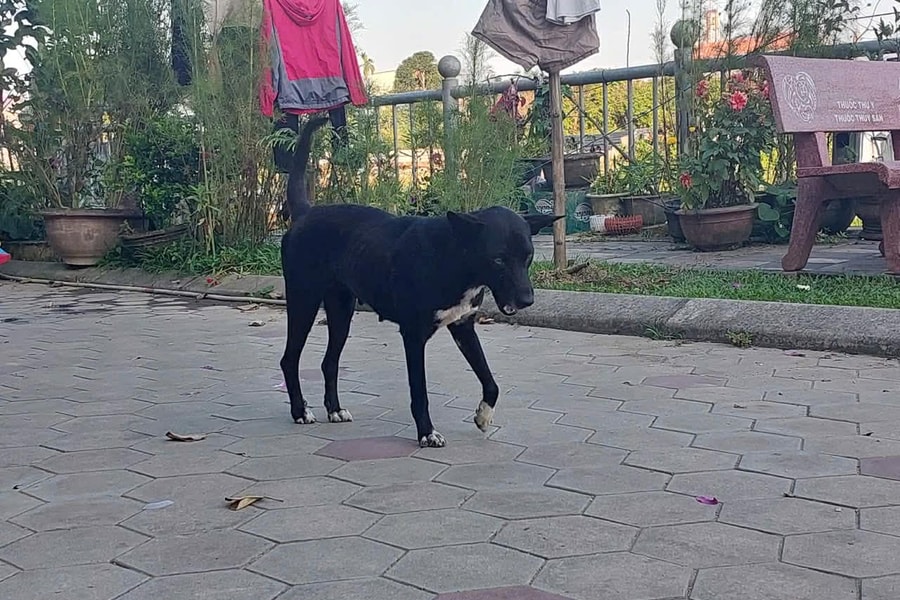 Nguy cơ bệnh dại từ vật nuôi: Không thể chủ quan