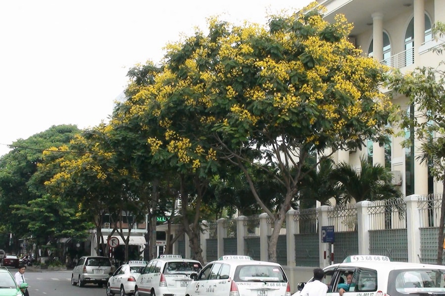 Mùa hoa thành phố