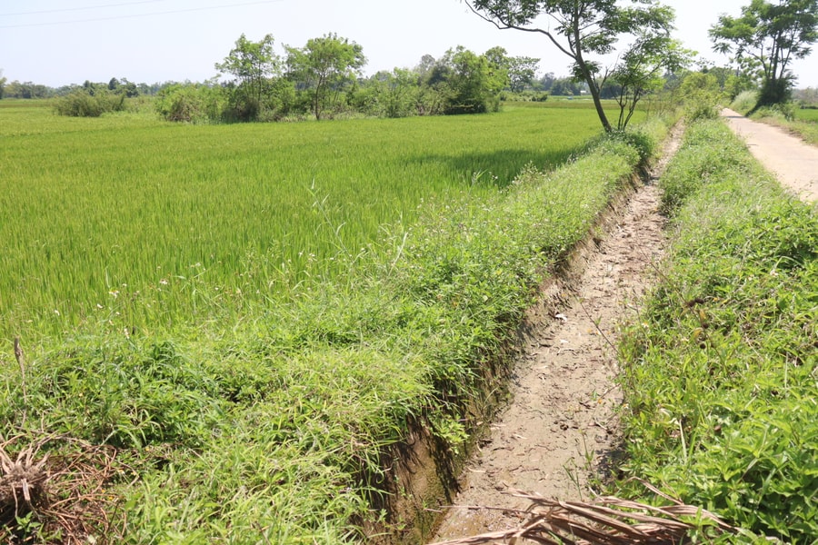 Đề nghị thủy điện tăng xả nước để đảm bảo tưới đợt cuối cho vụ lúa đông xuân