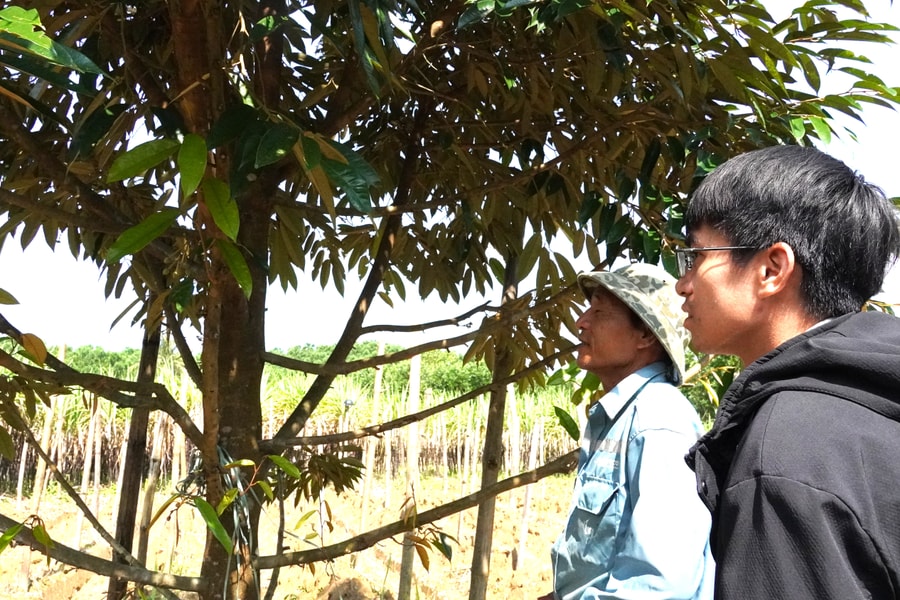 Chuyển đổi cây trồng trên vùng đất Trà My
