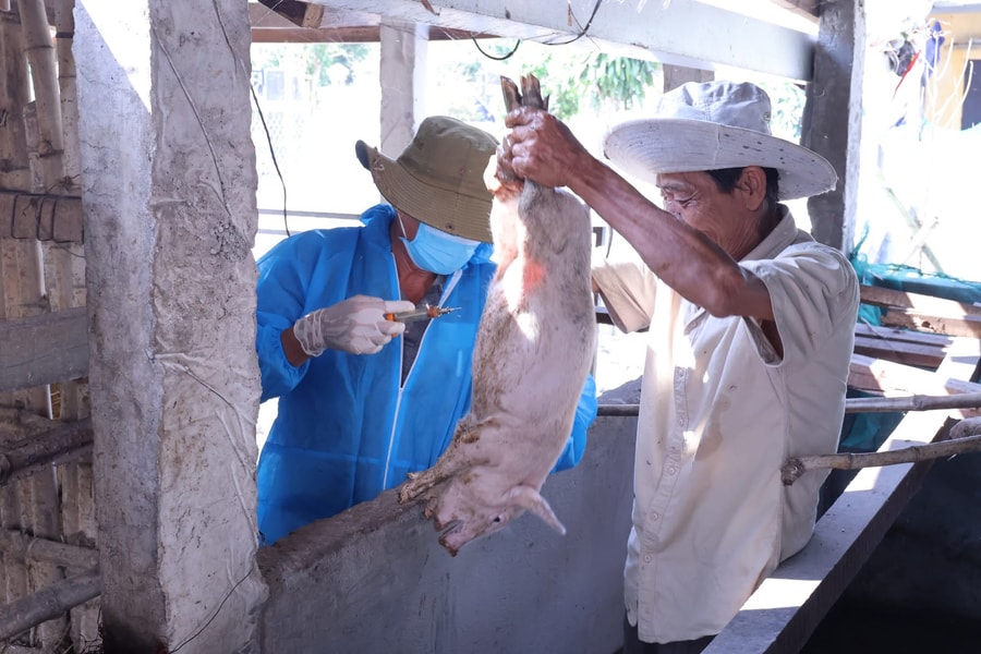 Chủ động tiêm phòng vắc xin cho gia súc