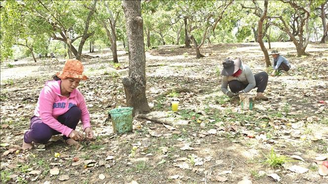 Giá điều đạt 37.000 đồng/kg nhưng sản lượng tại Đồng Nai giảm mạnh 40%