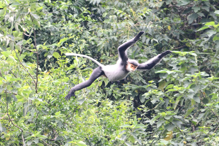 Conservation of the grey-shanked douc langur