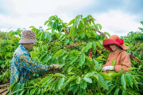 Xuất khẩu cà phê Việt Nam đạt 9 tỷ USD và áp lực thoát bẫy bán thô năm 2026