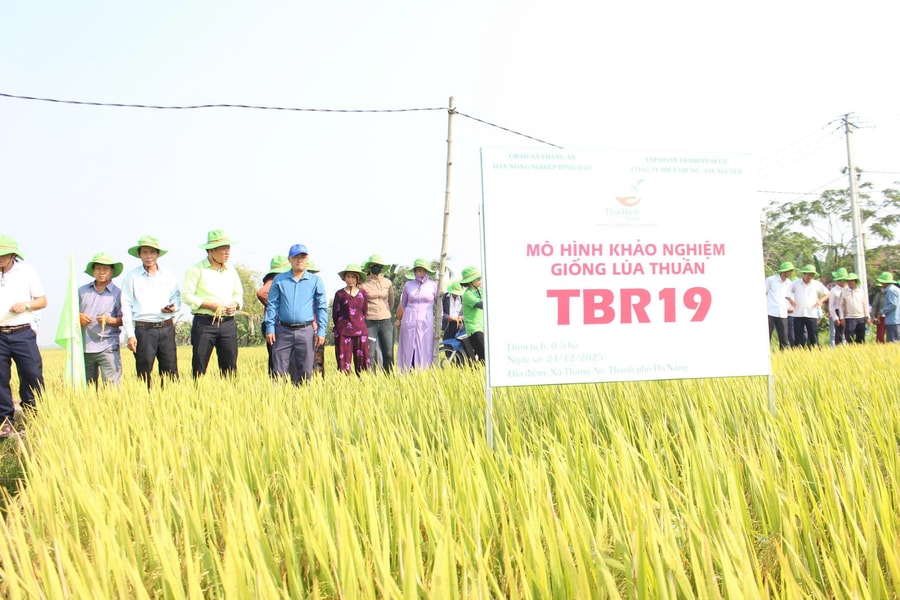 Đột phá năng suất từ giống lúa mới
