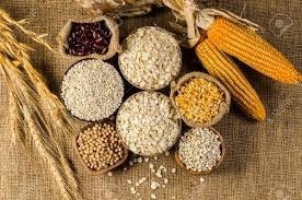 FAO dự báo sản lượng ngũ cốc toàn cầu 2025/26 đạt kỷ lục 3.036 triệu tấn