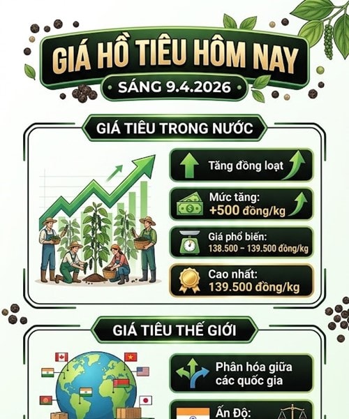 Giá hồ tiêu hôm nay 9/4: Giá trong nước tiến sát mốc 140.000 đồng/kg