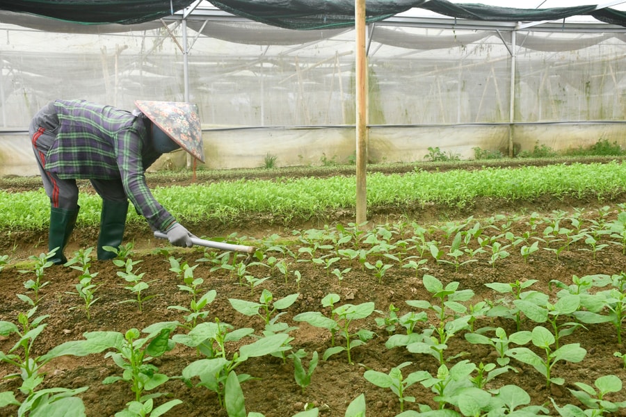Đưa công nghệ mới vào sản xuất nông nghiệp