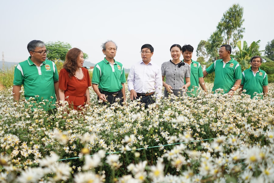 Nông dân An Khê làm đẹp phố thị