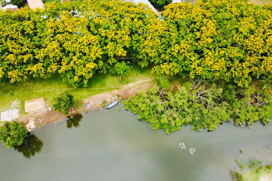 Huong Tra Sua Flower Festival 2026 scheduled for April 24 - 26