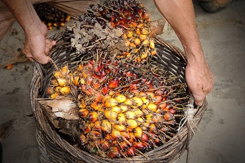 Malaysia tăng thuế xuất khẩu dầu cọ thô lên mức 9,5% trong tháng 4/2026