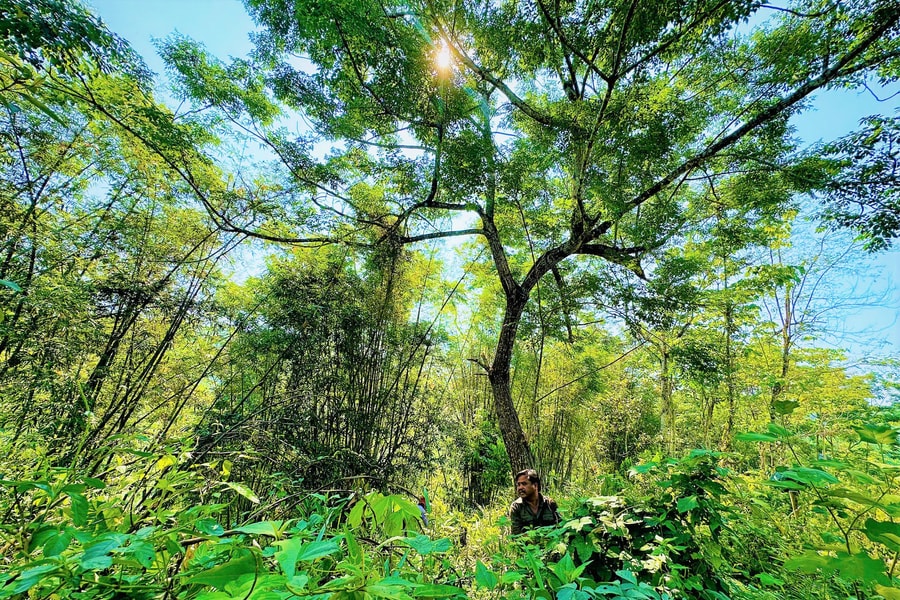 Mùa sâu ăn lá