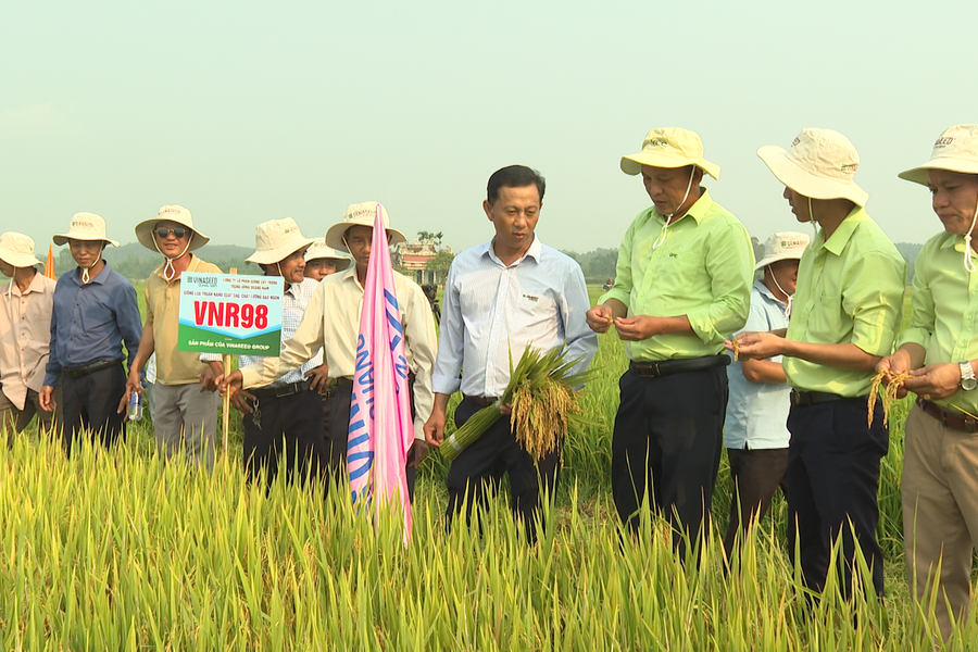 Ra mắt giống lúa thuần chất lượng cao VNR98 năng suất trên 8,5 tấn/ha tại miền Trung