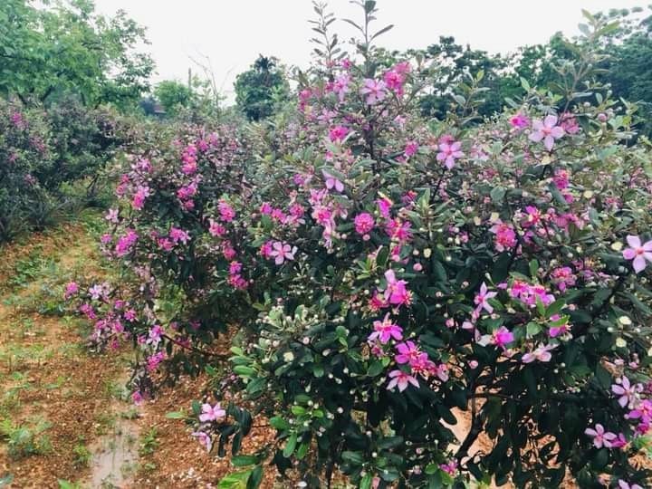 Hoài niệm sim