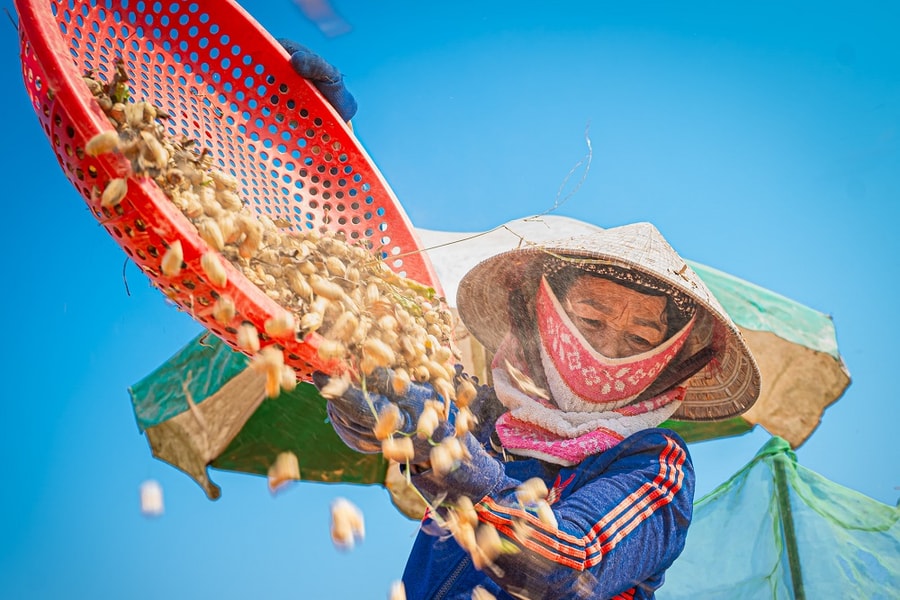 Niềm vui mùa đậu phụng
