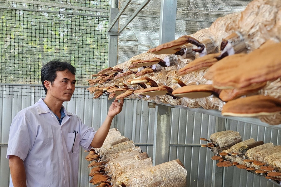 Khởi nghiệp từ cây nấm dược liệu
