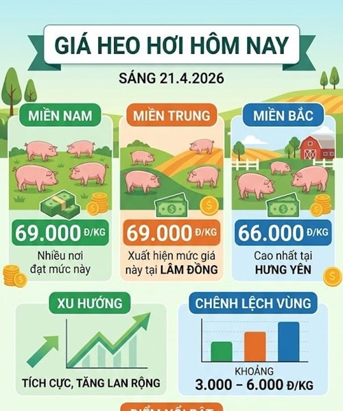 Giá heo hơi ngày 21/4: Miền Trung chạm mốc 69.000 đồng/kg, thị trường khởi sắc