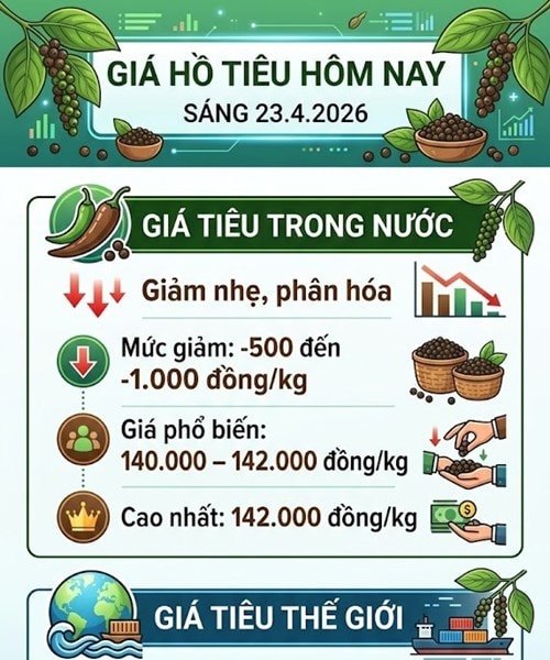 Giá tiêu hôm nay 23/4: Thị trường đảo chiều giảm xuống 140.000 đồng/kg