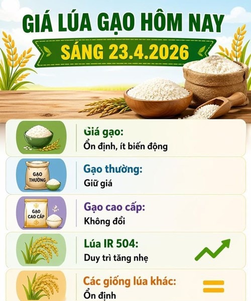 Thị trường lúa gạo ngày 23/4: Giá lúa tăng nhẹ, mặt bằng giá gạo duy trì ổn định